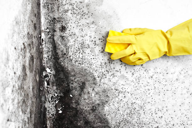 Reliable Meadowbrook, VA Mold Removal Solutions